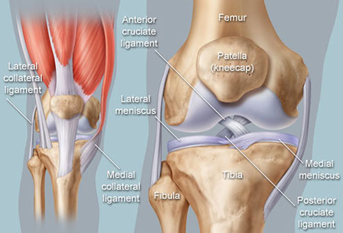 knee-anat Knee Anatomy